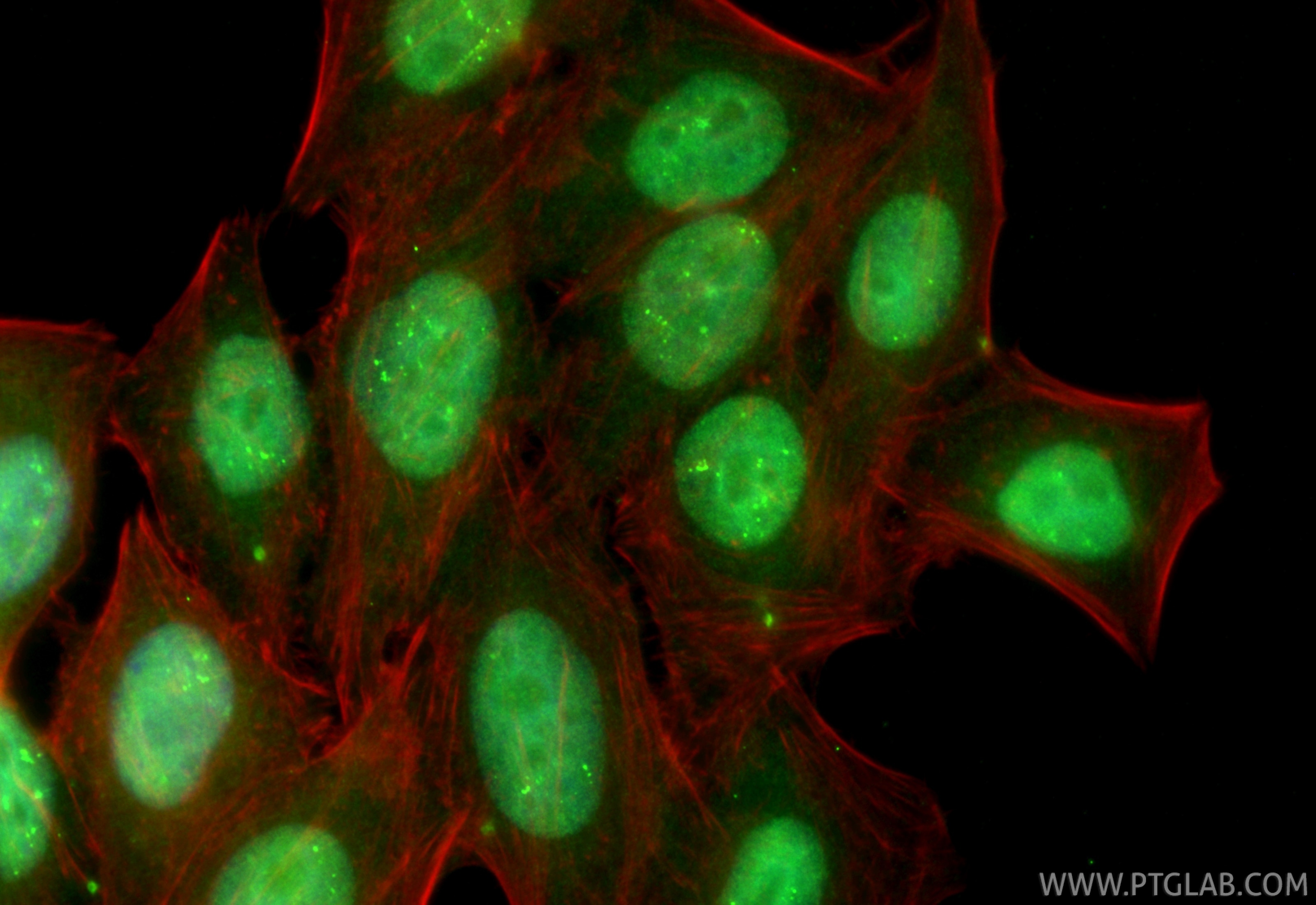 Immunofluorescence (IF) / fluorescent staining of HepG2 cells using CoraLite® Plus 488-conjugated CSNK2A2 Recombinant  (CL488-86169-2)