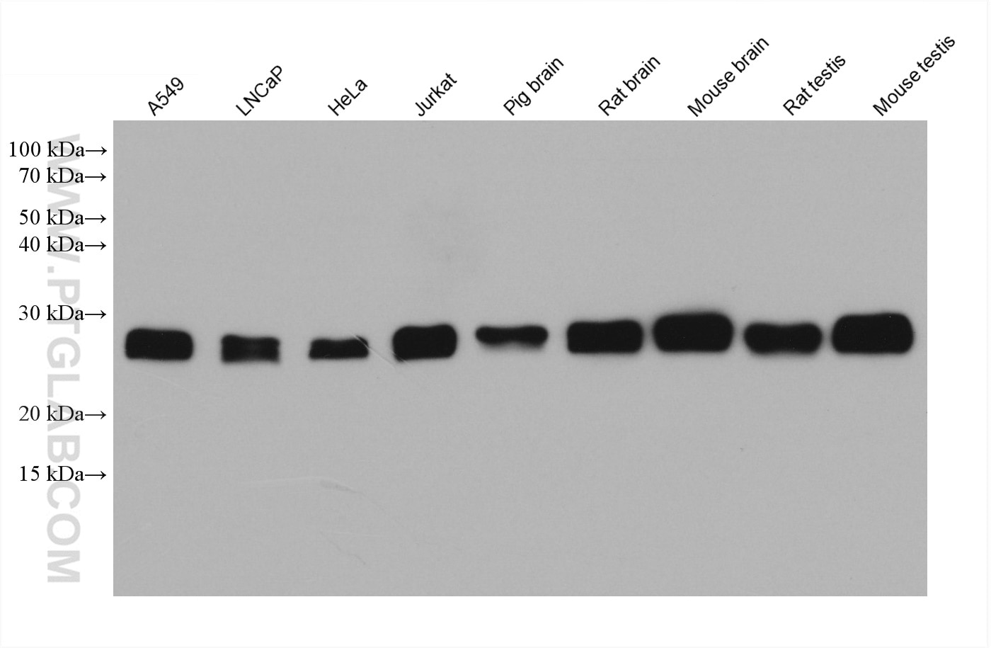 Western Blot (WB) analysis of various lysates using CSNK2B Monoclonal antibody (67866-1-Ig)