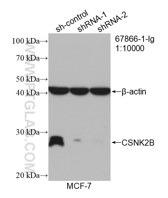 Western Blot (WB) analysis of MCF-7 cells using CSNK2B Monoclonal antibody (67866-1-Ig)