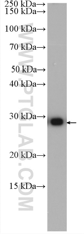 Western Blot (WB) analysis of HepG2 cells using CSNK2B-specific Polyclonal antibody (20234-1-AP)