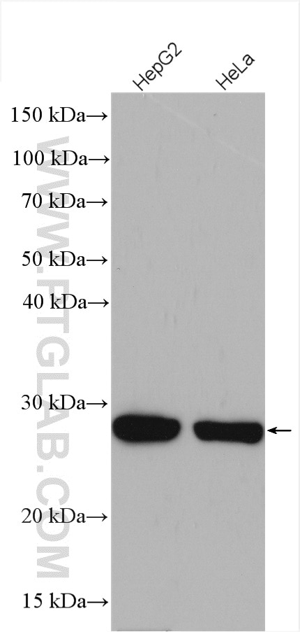 Western Blot (WB) analysis of various lysates using CSNK2B-specific Polyclonal antibody (20234-1-AP)