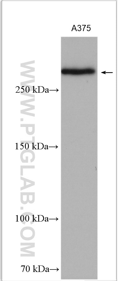 Western Blot (WB) analysis of A375 cells using CSPG4,NG2 Polyclonal antibody (55027-1-AP)