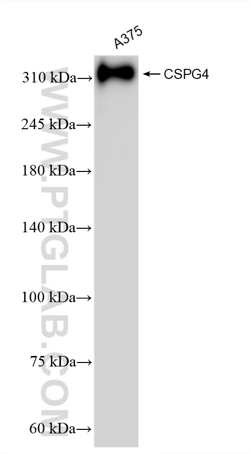 Western Blot (WB) analysis of A375 cells using CSPG4 Recombinant antibody (83716-1-RR)