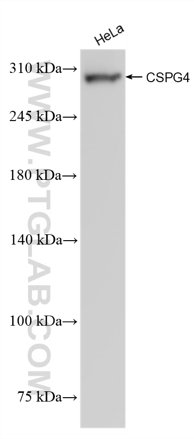 WB analysis of HeLa using 83716-1-RR Western Blot (WB) analysis of HeLa cells using CSPG4 Recombinant monoclonal antibody (83716-1-RR)