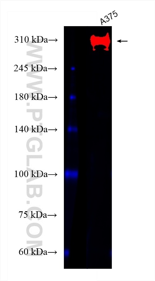 Western Blot (WB) analysis of A375 cells using CoraLite®488-conjugated CSPG4 Polyclonal antibody (CL488-55027)