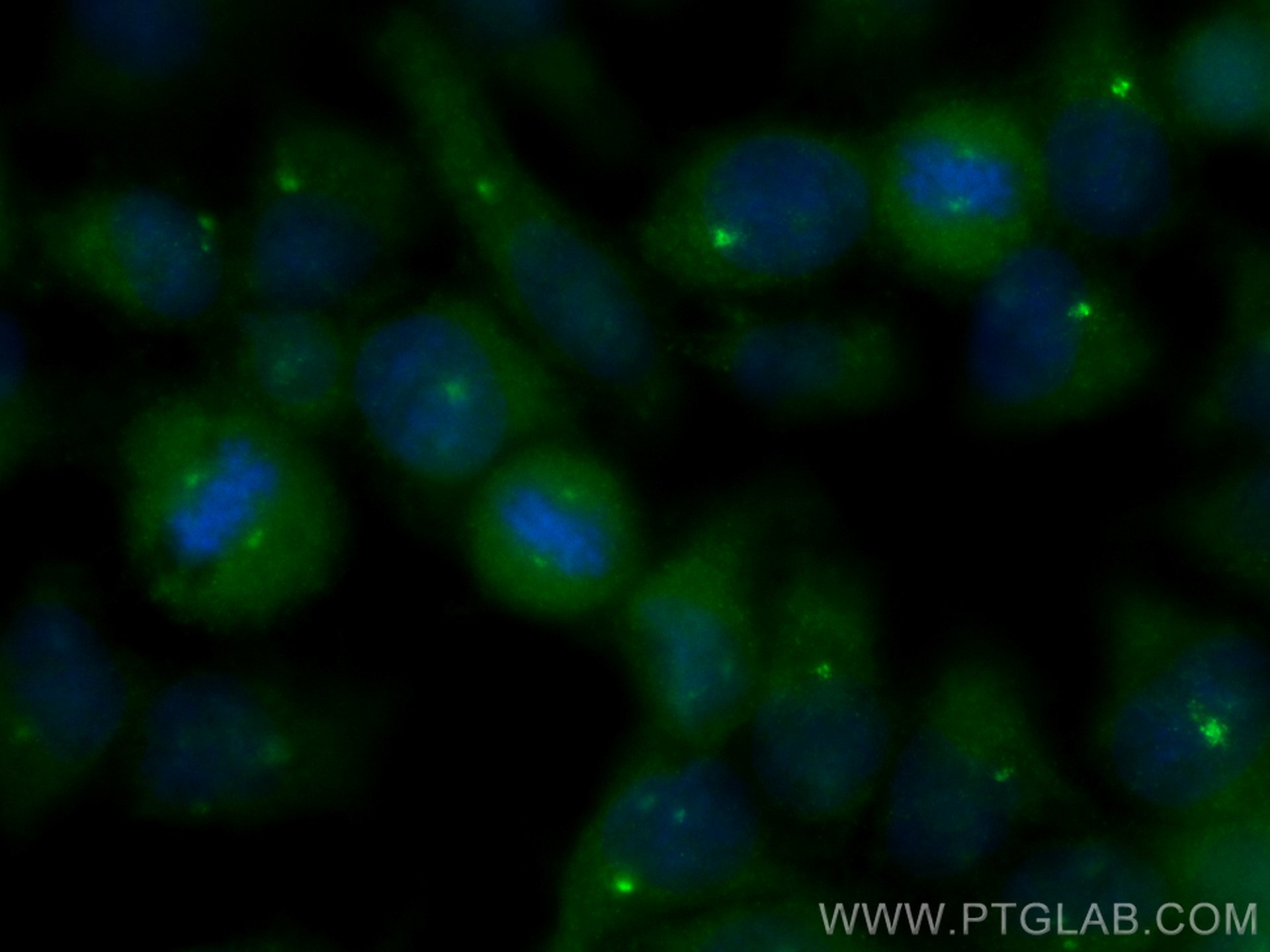 Immunofluorescence (IF) / fluorescent staining of HeLa cells using CoraLite® Plus 488-conjugated CSPP1 Polyclonal ant (CL488-11931)