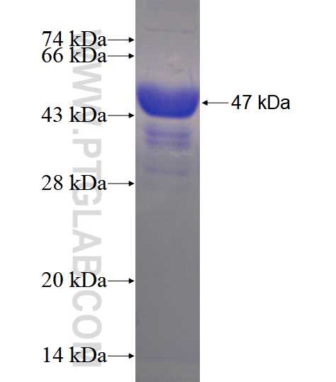 CSRP1 fusion protein Ag4236 SDS-PAGE