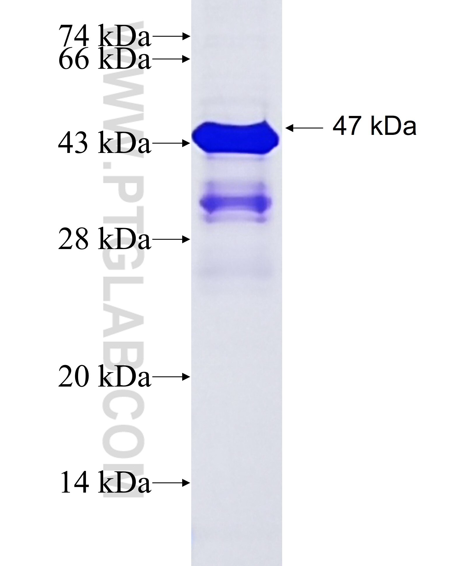 CSRP1 fusion protein Ag4236 SDS-PAGE