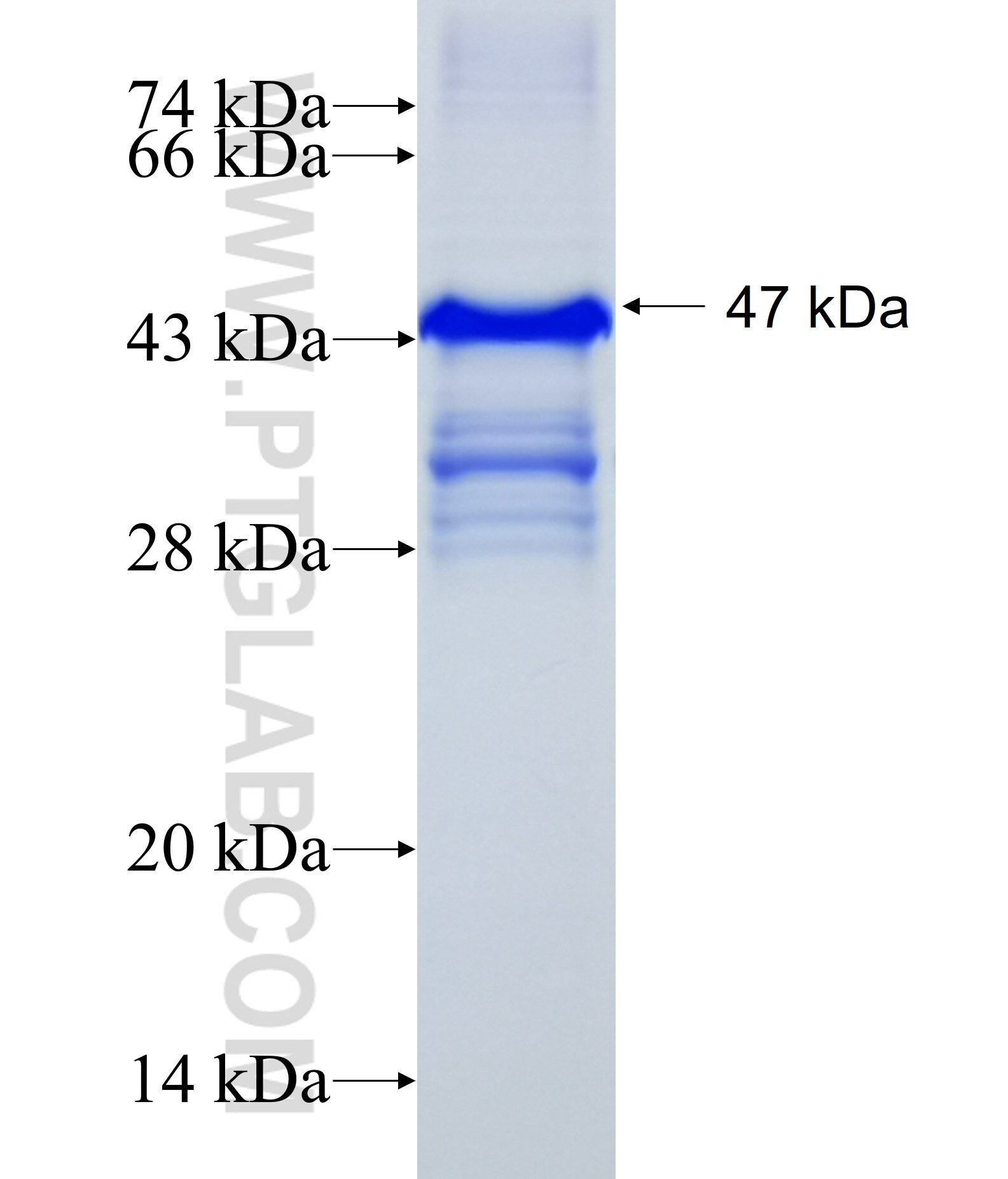 CSRP2 fusion protein Ag1338 SDS-PAGE