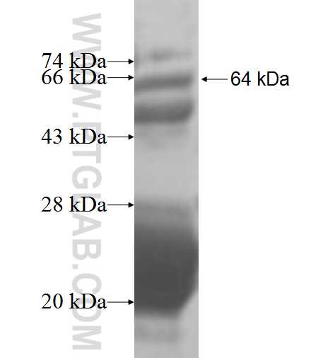 CSRP2BP fusion protein Ag8714 SDS-PAGE