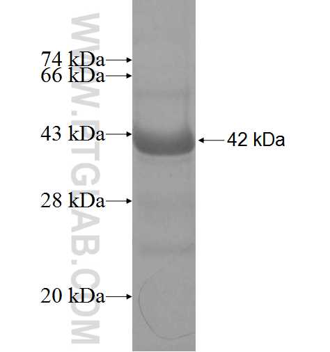 CSRP2BP fusion protein Ag8924 SDS-PAGE