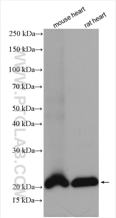 Western Blot (WB) analysis of various lysates using CSRP3 Polyclonal antibody (10721-1-AP)