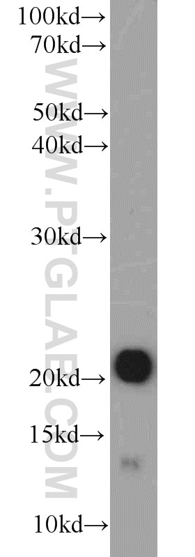 Western Blot (WB) analysis of mouse heart tissue using CSRP3 Polyclonal antibody (10721-1-AP)