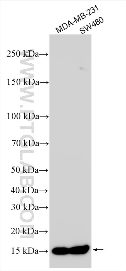 Western Blot (WB) analysis of various lysates using Cystatin SN/CST1 Polyclonal antibody (16025-1-AP)