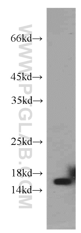 Western Blot (WB) analysis of human testis tissue using CST1 Polyclonal antibody (16025-1-AP)