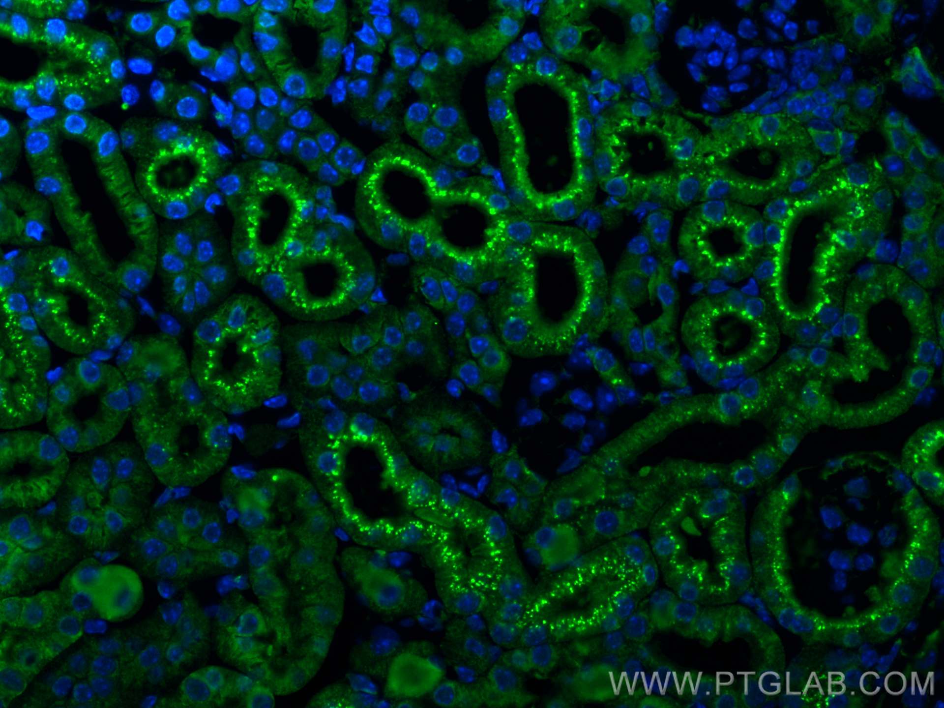 Immunofluorescence (IF) / fluorescent staining of mouse kidney tissue using Cystatin C Polyclonal antibody (12245-1-AP)