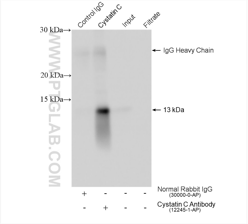 Immunoprecipitation (IP) experiment of Caco-2 cells using Cystatin C Polyclonal antibody (12245-1-AP)