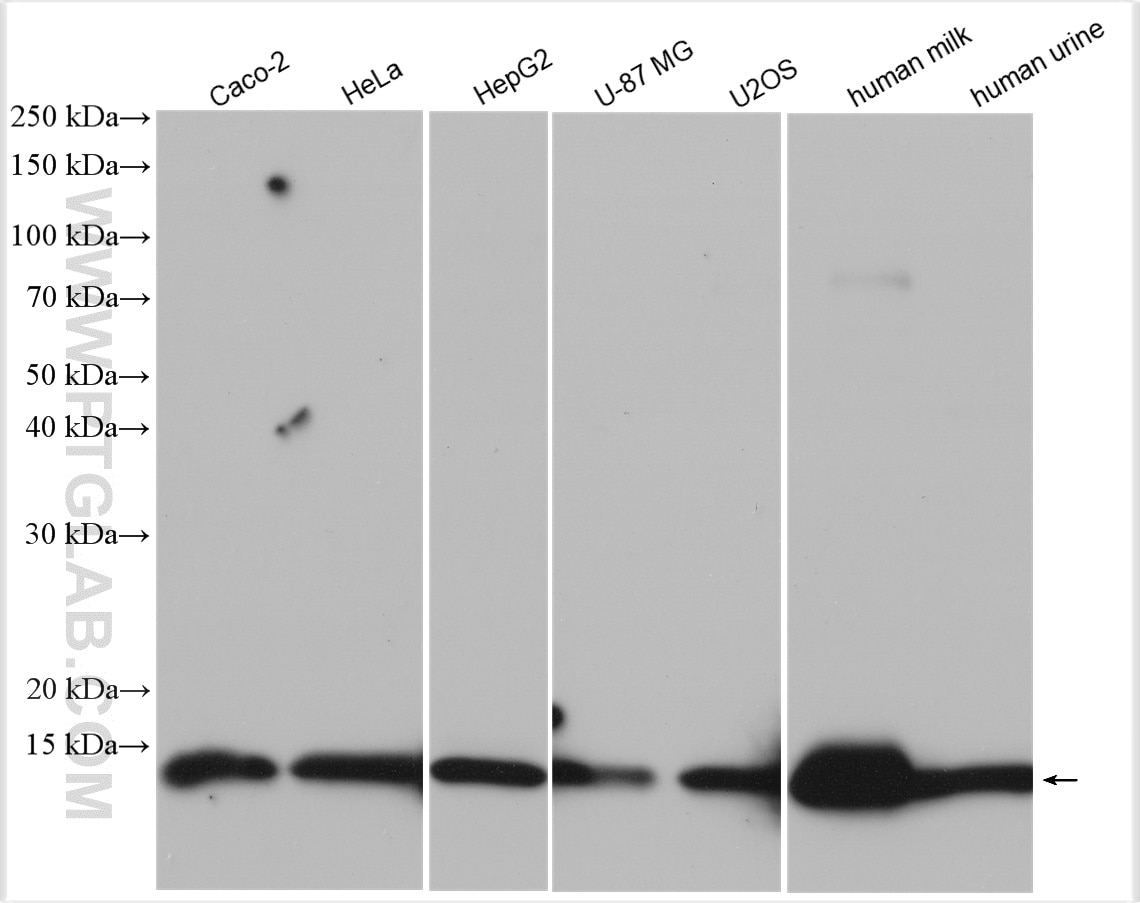 Western Blot (WB) analysis of various lysates using Cystatin C Polyclonal antibody (12245-1-AP)