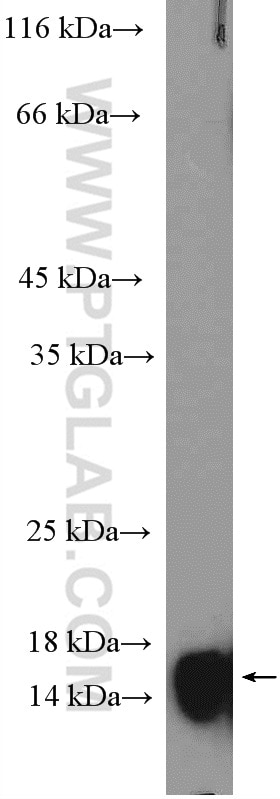 Western Blot (WB) analysis of fetal human brain tissue using Cystatin C Polyclonal antibody (12245-1-AP)