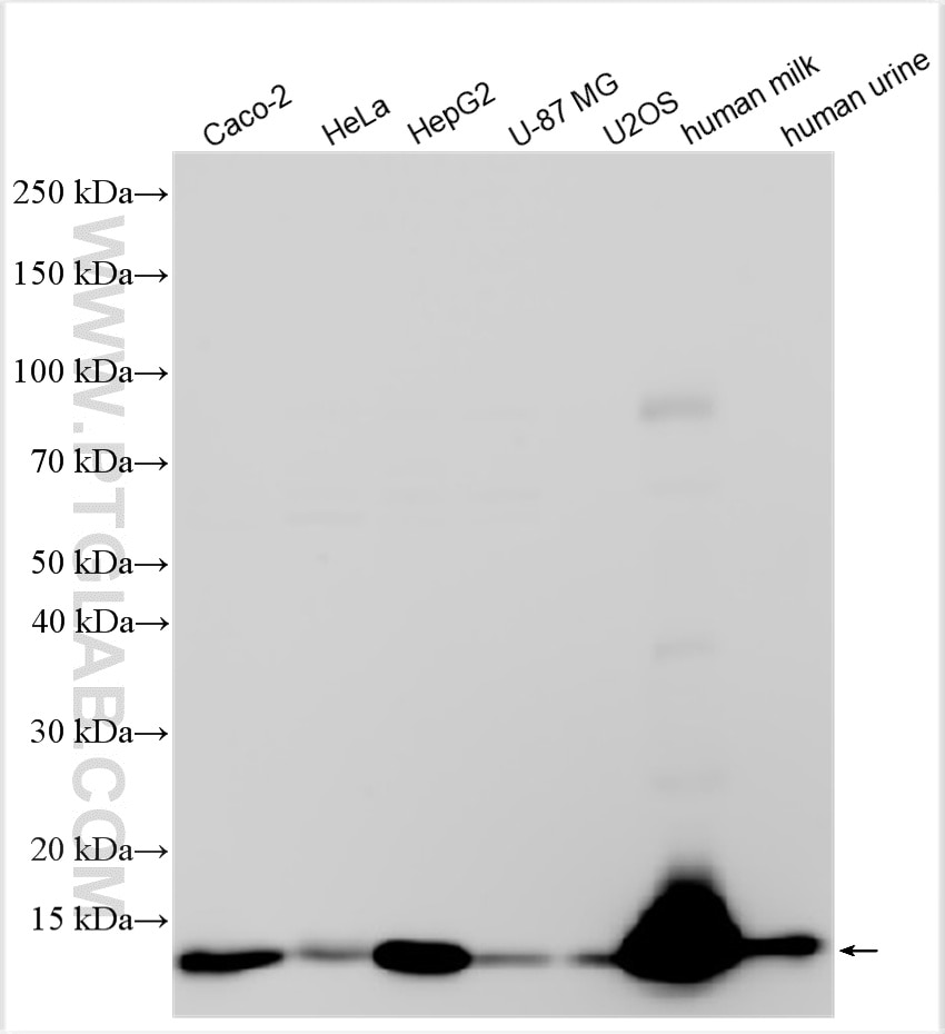 Western Blot (WB) analysis of various lysates using Cystatin C Polyclonal antibody (12245-1-AP)
