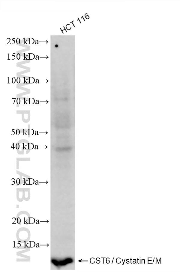 Western Blot (WB) analysis of HCT 116 cells using CST6 / Cystatin E/M Recombinant monoclonal antibod (87698-1-RR)