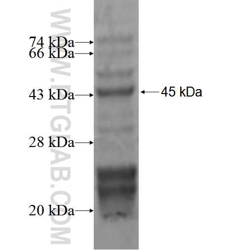 CST7 fusion protein Ag2697 SDS-PAGE