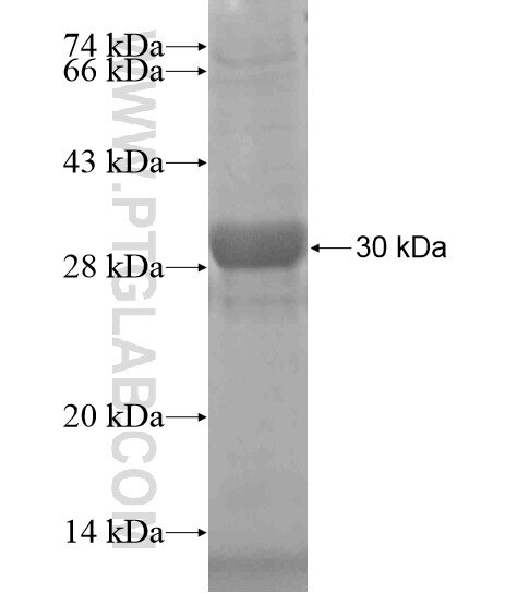 CST9 fusion protein Ag19678 SDS-PAGE