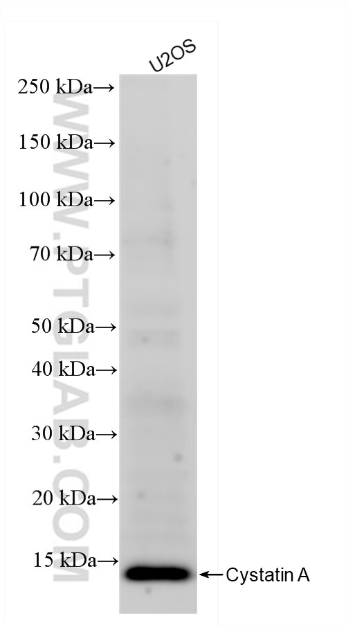 Western Blot (WB) analysis of U2OS cells using CSTA Recombinant antibody (84953-4-RR)