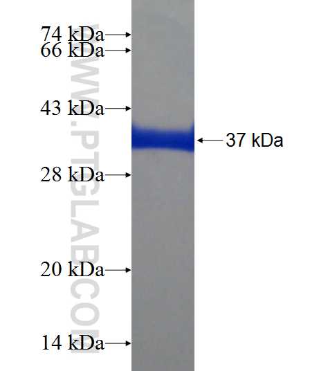 CSTA fusion protein Ag8733 SDS-PAGE