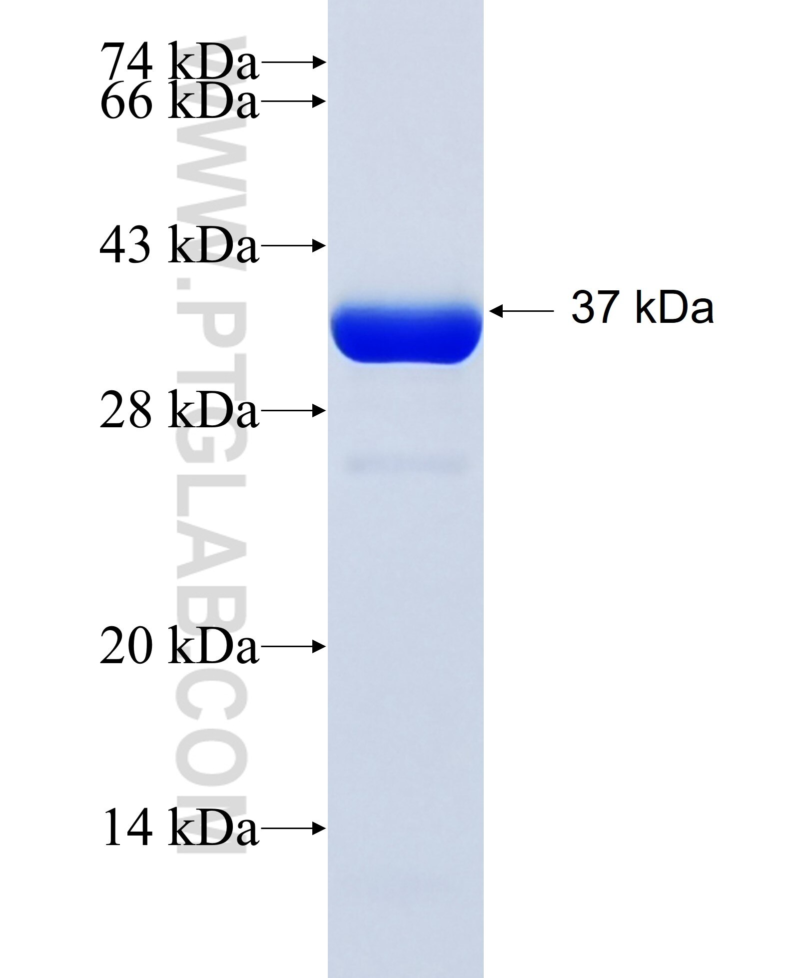 CSTA fusion protein Ag8733 SDS-PAGE