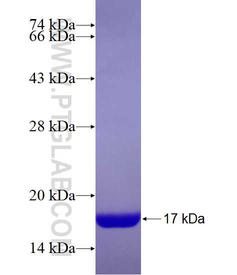CSTA fusion protein Ag8889 SDS-PAGE