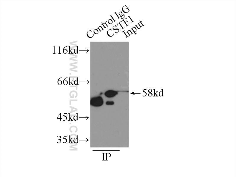 Immunoprecipitation (IP) experiment of NIH/3T3 cells using CSTF1 Polyclonal antibody (10064-2-AP)