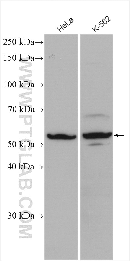 Western Blot (WB) analysis of various lysates using CSTF1 Polyclonal antibody (10064-2-AP)