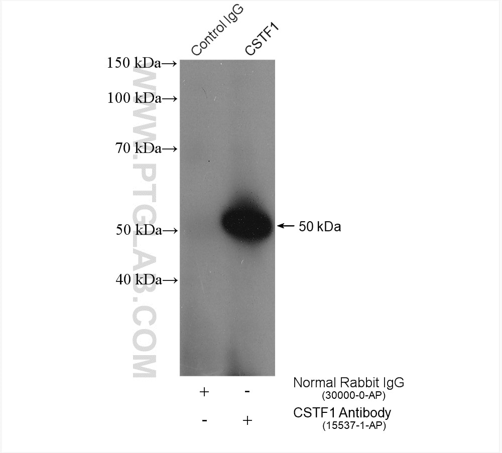 Immunoprecipitation (IP) experiment of HeLa cells using CSTF1 Polyclonal antibody (15537-1-AP)
