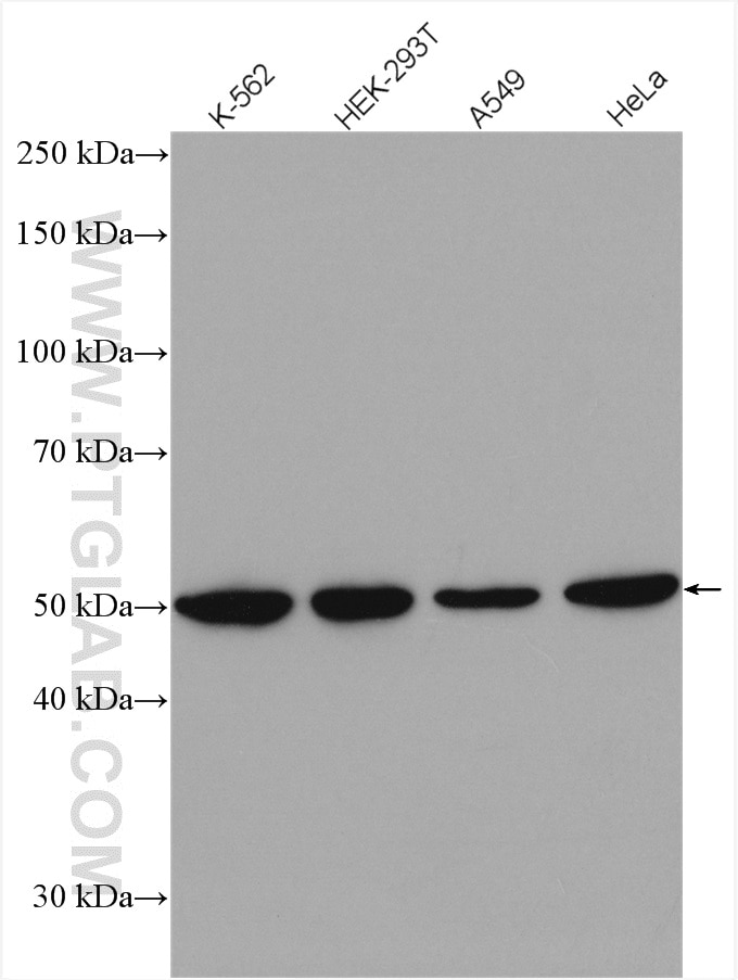 Western Blot (WB) analysis of various lysates using CSTF1 Polyclonal antibody (15537-1-AP)