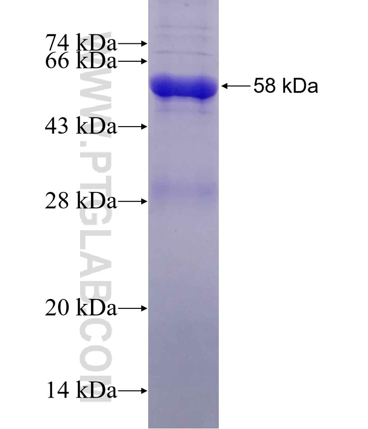 CSTF1 fusion protein Ag0109 SDS-PAGE