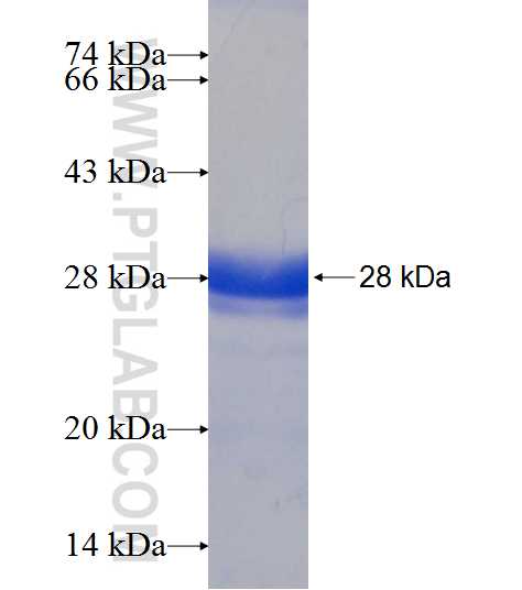 CSTF1 fusion protein Ag7874 SDS-PAGE