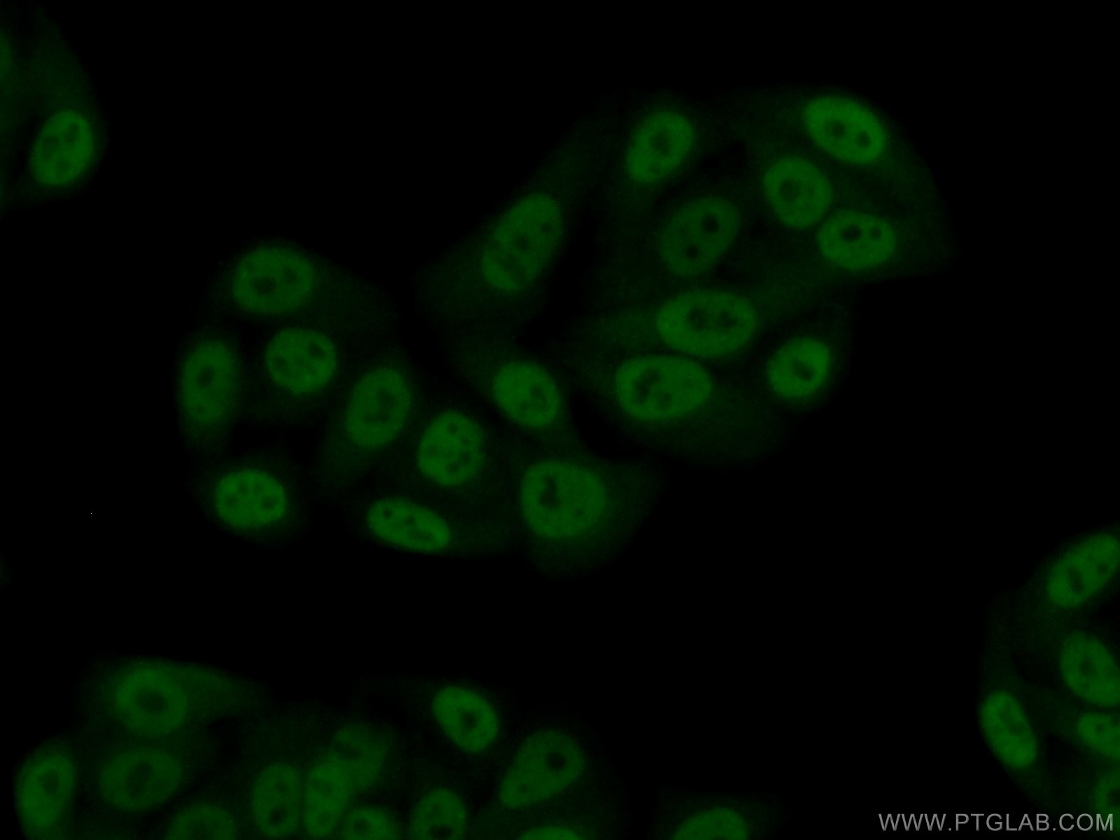 Immunofluorescence (IF) / fluorescent staining of HepG2 cells using CSTF2T Polyclonal antibody (14206-1-AP)