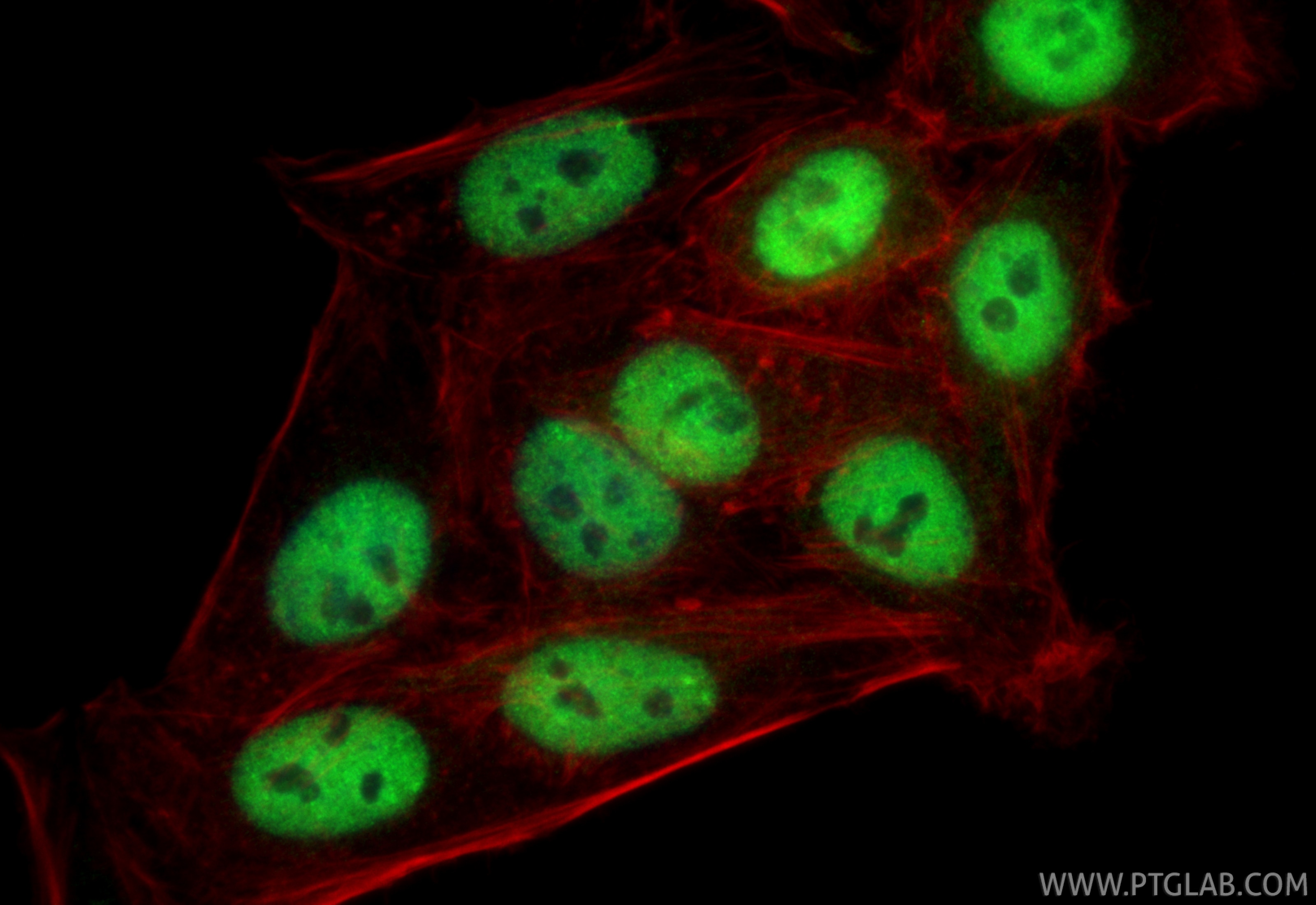 Immunofluorescence (IF) / fluorescent staining of HepG2 cells using CSTF2T Polyclonal antibody (14206-1-AP)