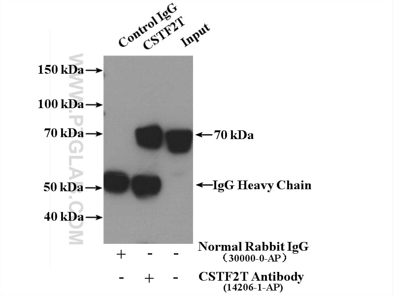Immunoprecipitation (IP) experiment of mouse brain tissue using CSTF2T Polyclonal antibody (14206-1-AP)