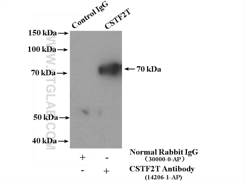 Immunoprecipitation (IP) experiment of HeLa cells using CSTF2T Polyclonal antibody (14206-1-AP)