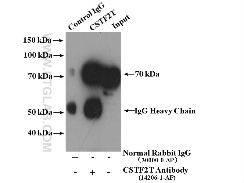 Immunoprecipitation (IP) experiment of HeLa cells using CSTF2T Polyclonal antibody (14206-1-AP)