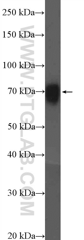 Western Blot (WB) analysis of rat brain tissue using CSTF2T Polyclonal antibody (14206-1-AP)