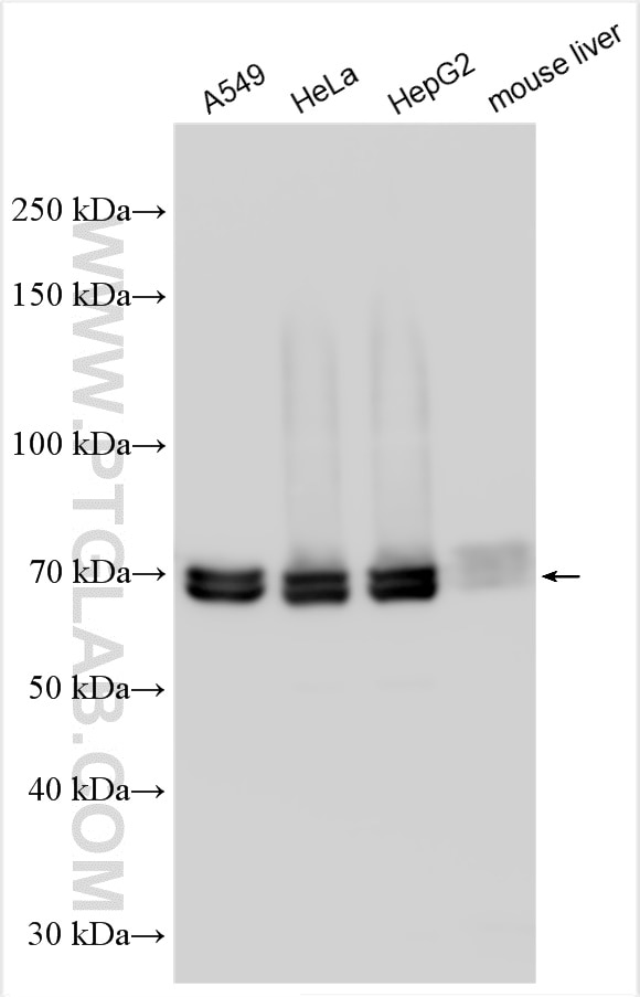 Western Blot (WB) analysis of various lysates using CSTF2T Polyclonal antibody (14206-1-AP)