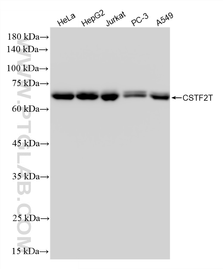 WB analysis using 88063-1-RR (same clone as 88063-1-PBS) Western Blot (WB) analysis of various lysates using CSTF2T Recombinant monoclonal antibody (88063-1-RR)