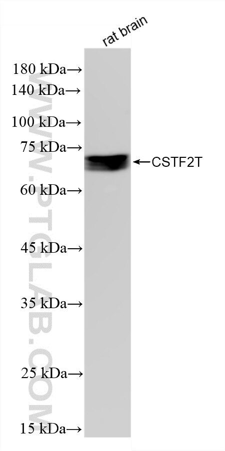 WB analysis of rat brain using 88063-1-RR (same clone as 88063-1-PBS) Western Blot (WB) analysis of rat brain tissue using CSTF2T Recombinant monoclonal antibody (88063-1-RR)