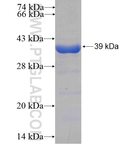 CSTF2T fusion protein Ag5411 SDS-PAGE