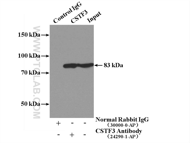 Immunoprecipitation (IP) experiment of A431 cells using CSTF3 Polyclonal antibody (24290-1-AP)