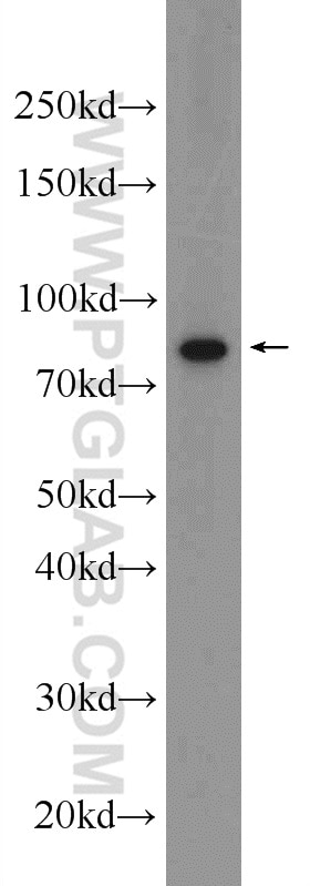 Western Blot (WB) analysis of K-562 cells using CSTF3 Polyclonal antibody (24290-1-AP)