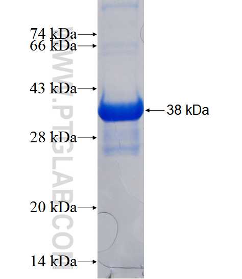 CSTF3 fusion protein Ag17930 SDS-PAGE